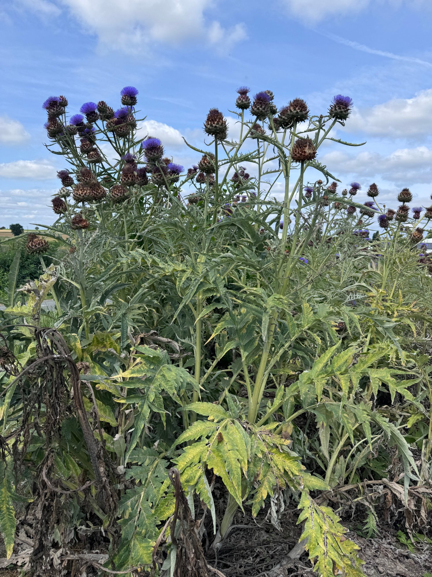 프랑스 야생 아티초크 밭