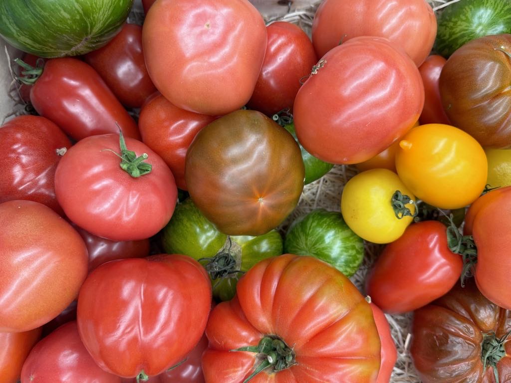 다양한 빛깔의 토마토들